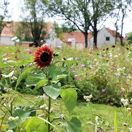 Bed & Breakfast Hof Van Lier *